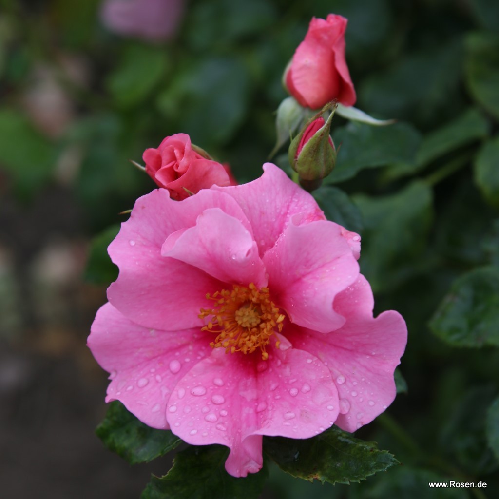 Artikelbild 3 des Artikels SEE YOU® in pink SEE YOU® in pink