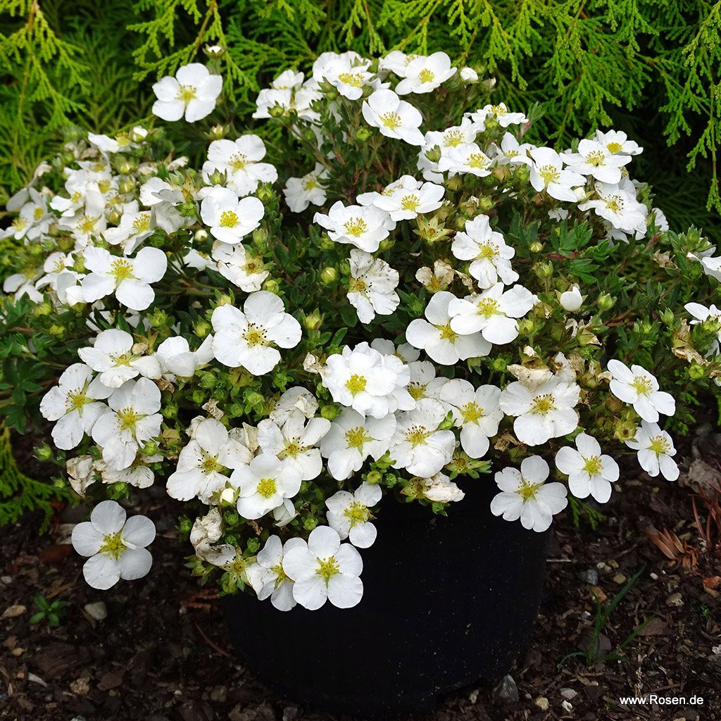 Fünffingerstrauch 'Bella Bianca'® (S)