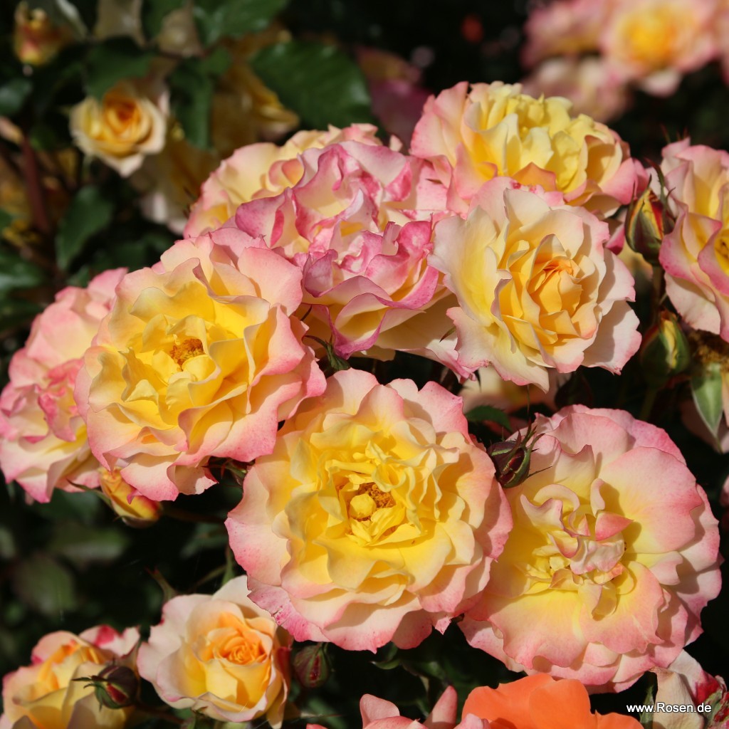 LandLust® Kordes Rosen