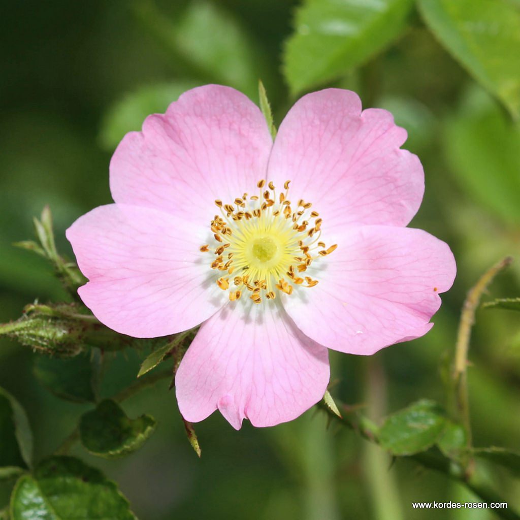 Rosa Rubiginosa, Wein-Rose, Schottische Zaun-Rose