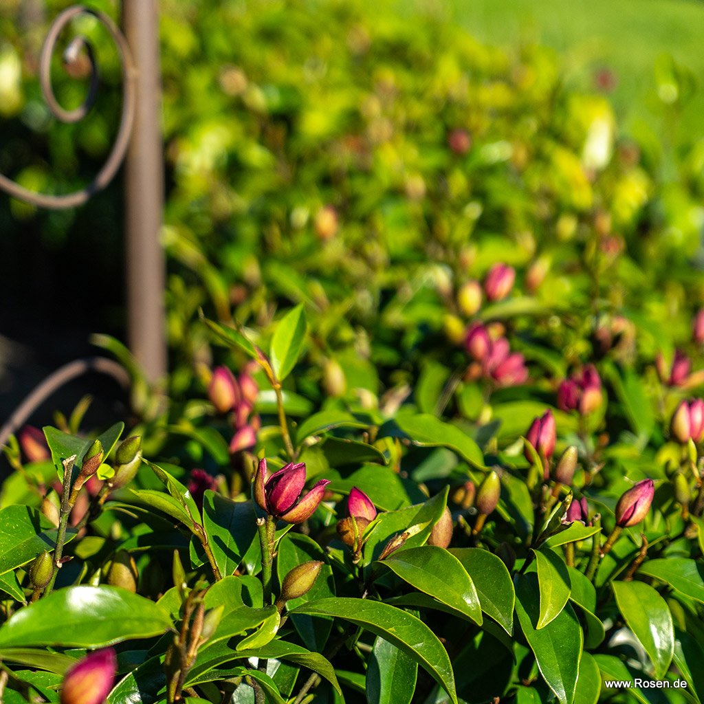 Heckenmagnolie '#Hedgetag'