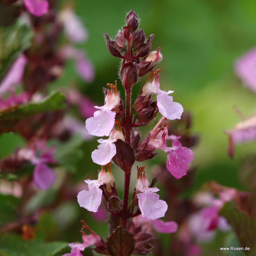 Bienen-Gamander 1,5-Liter