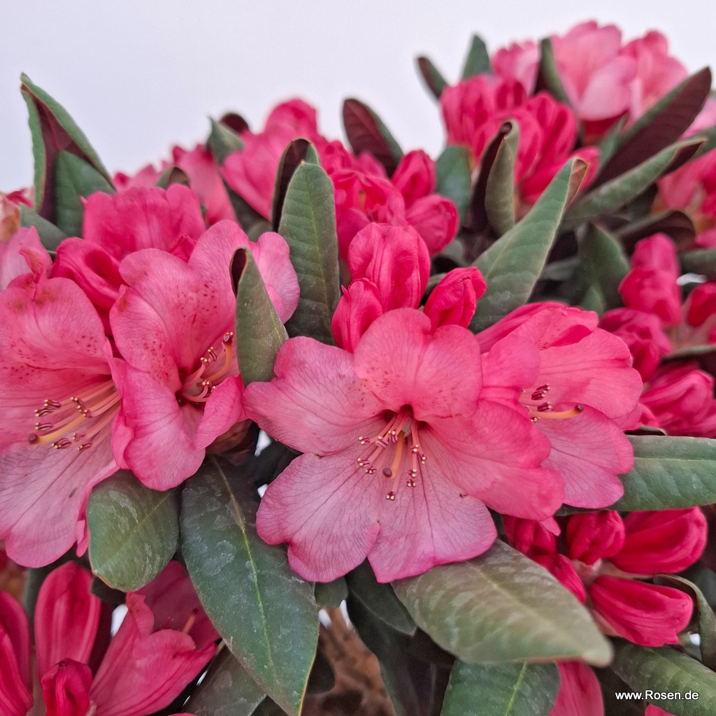 Rhododendron 'Wine and Roses'
