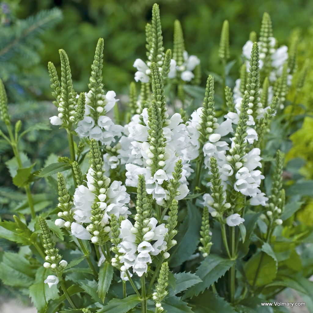 Artikelbild 1 des Artikels Gelenkblume 'Crystal Peak White' 4er-Set Gelenkblume 'Crystal Peak White' 1,5L-Topf