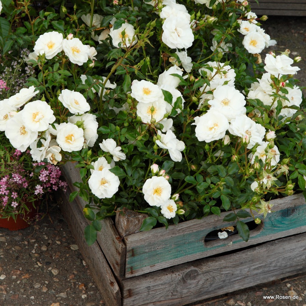Innocencia® Kordes Rosen