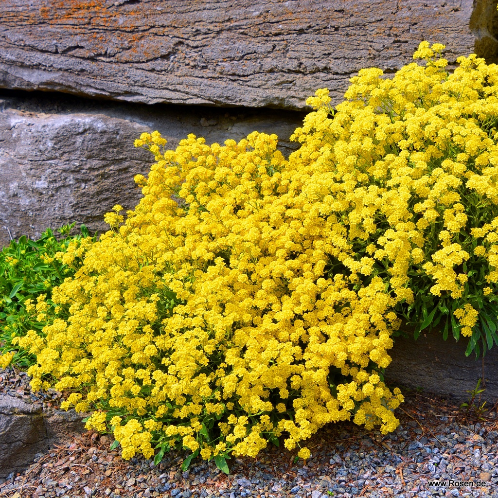 Steinkraut 'Compactum Goldkugel'