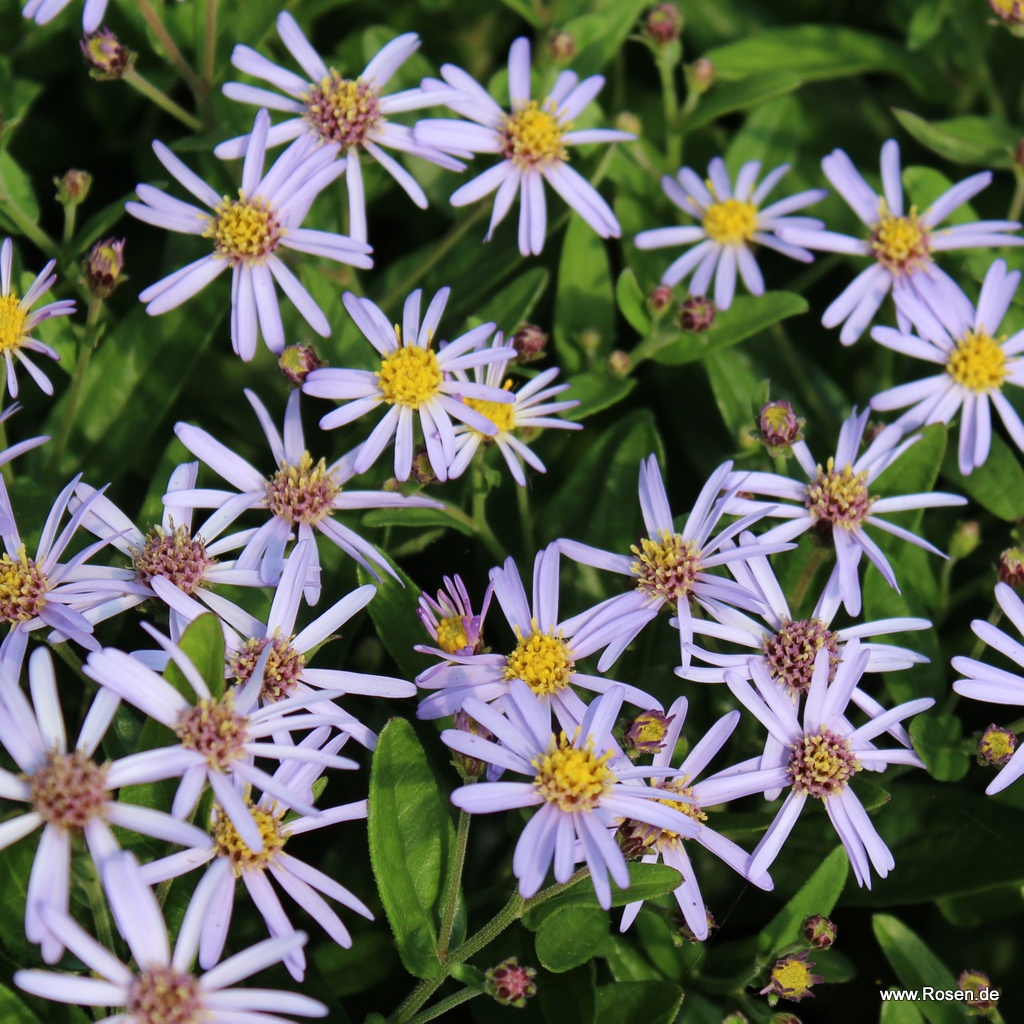 Zwerg-Wild-Aster 'Nanus'