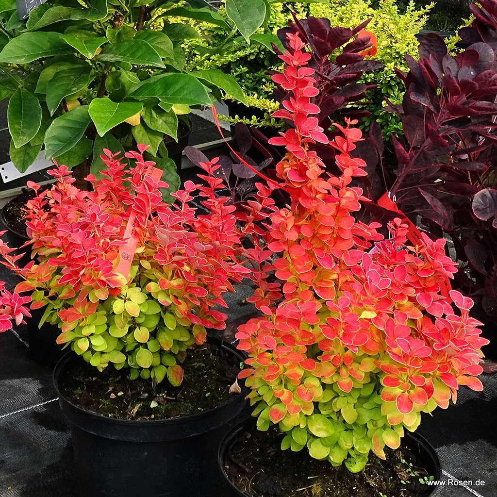 Sauerdorn 'Orange Ice'®