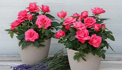 Kordana<sup>®</sup> Pot Roses