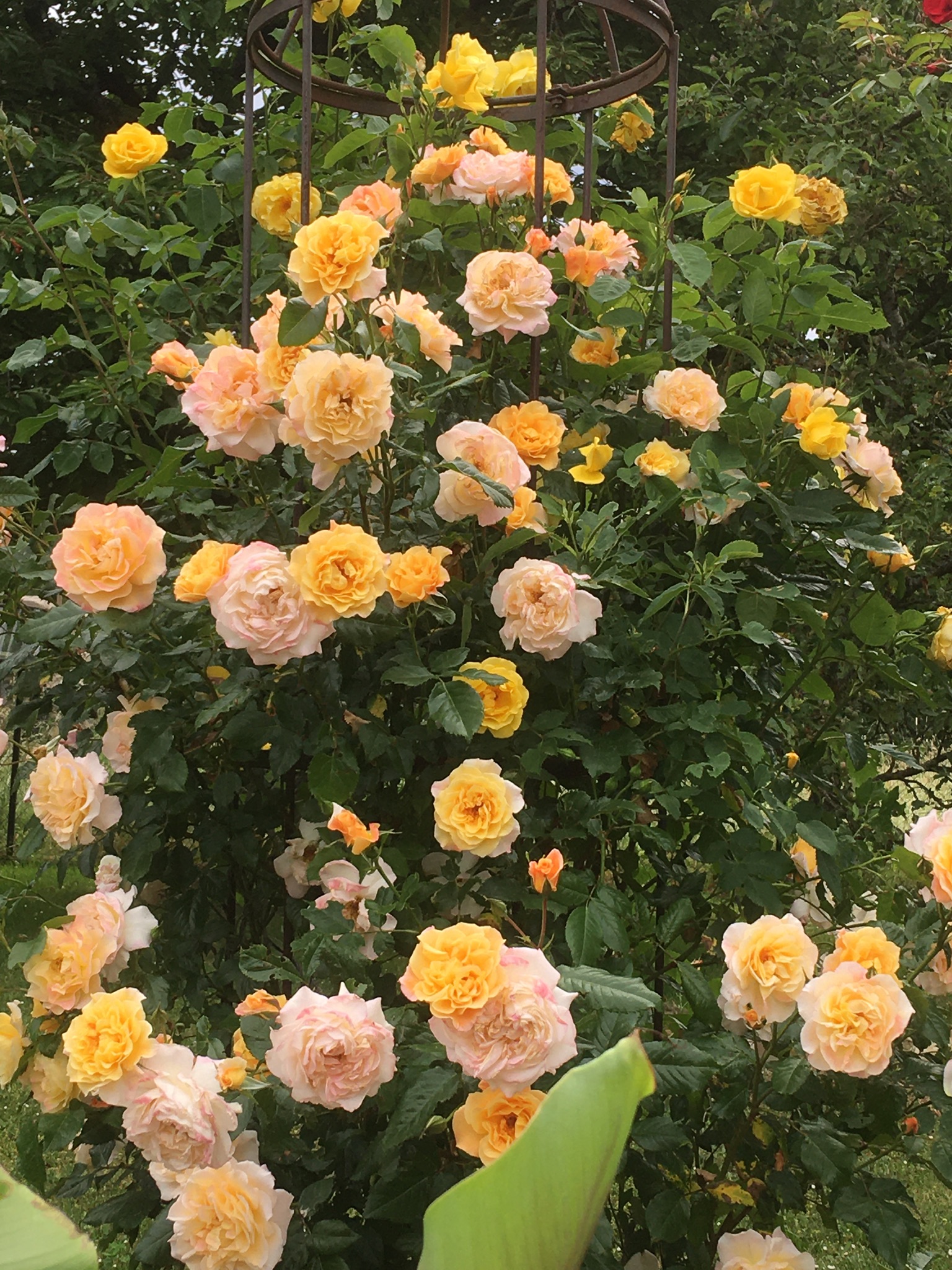 Moonlight Kordes Rosen