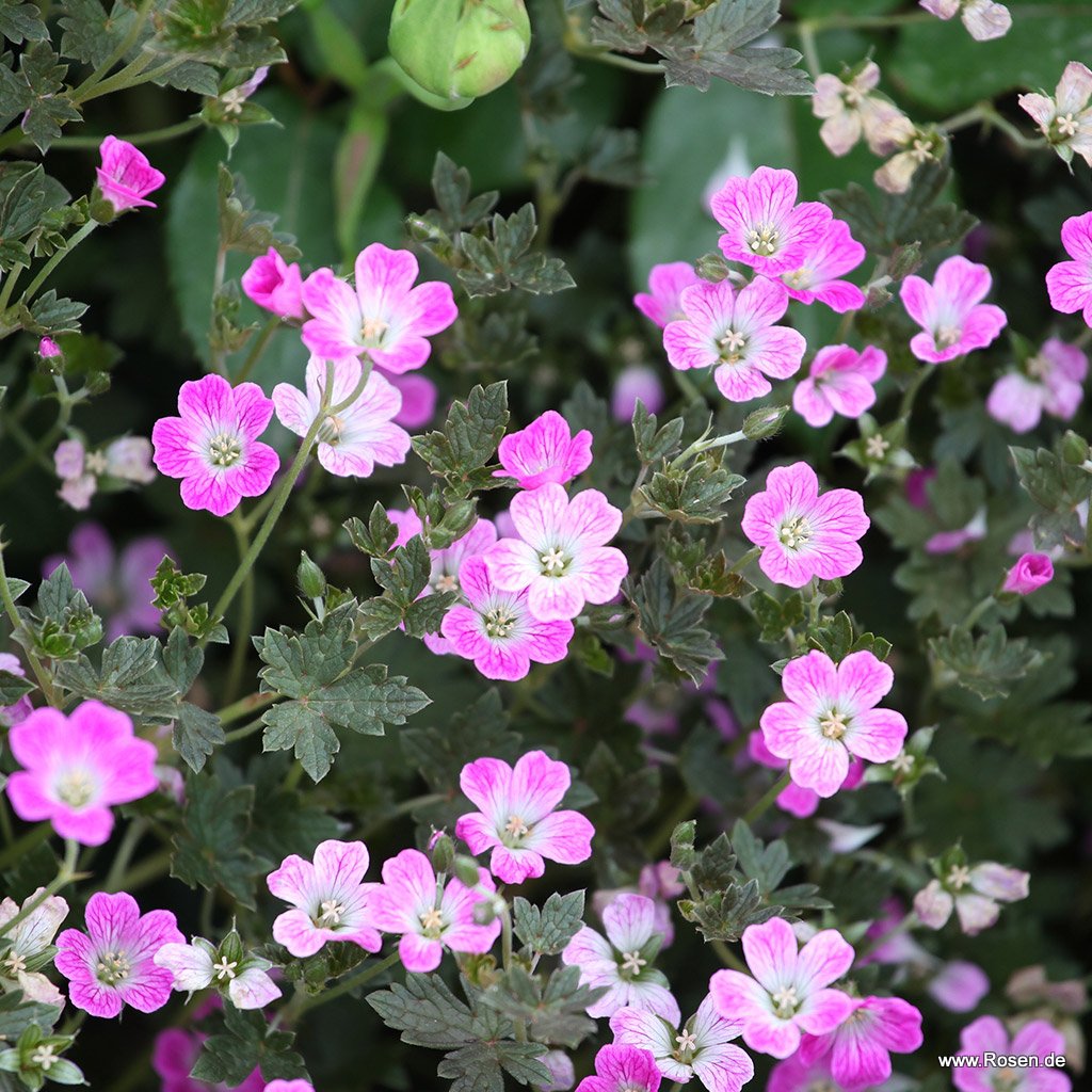 Storchschnabel 'Orkney Cherry'®