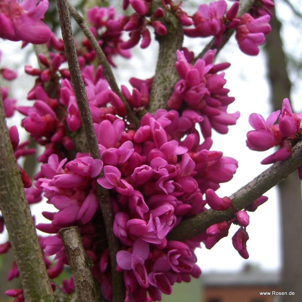 Chinesischer Judasbaum 'Avondale'