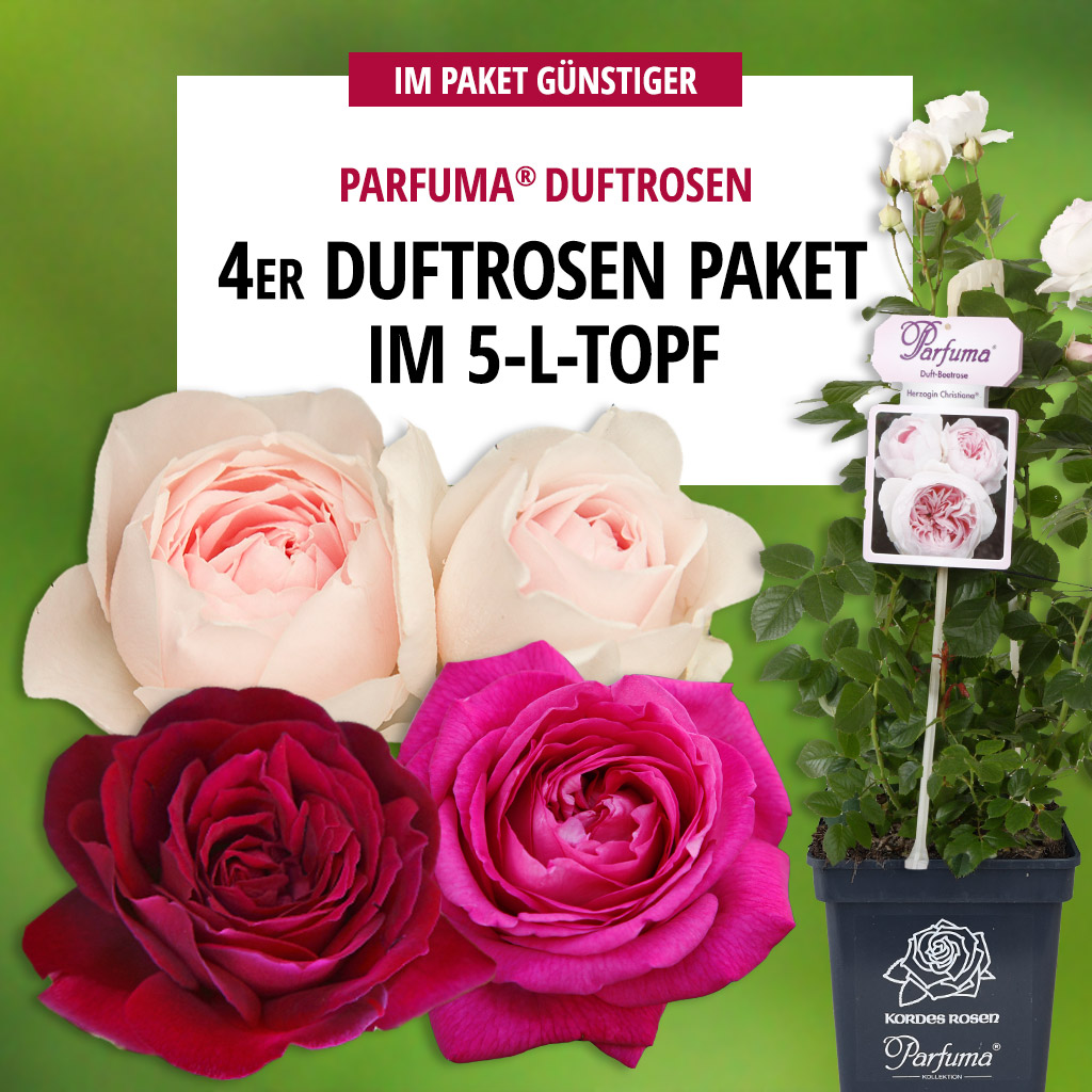 4er-Paket Parfuma® Duftrosen im 5-L-Topf