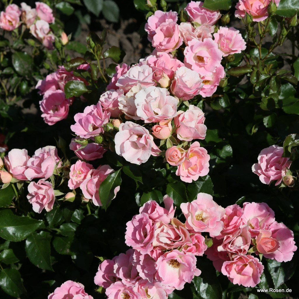 Artikelbild 6 des Artikels Roselina® Roselina®