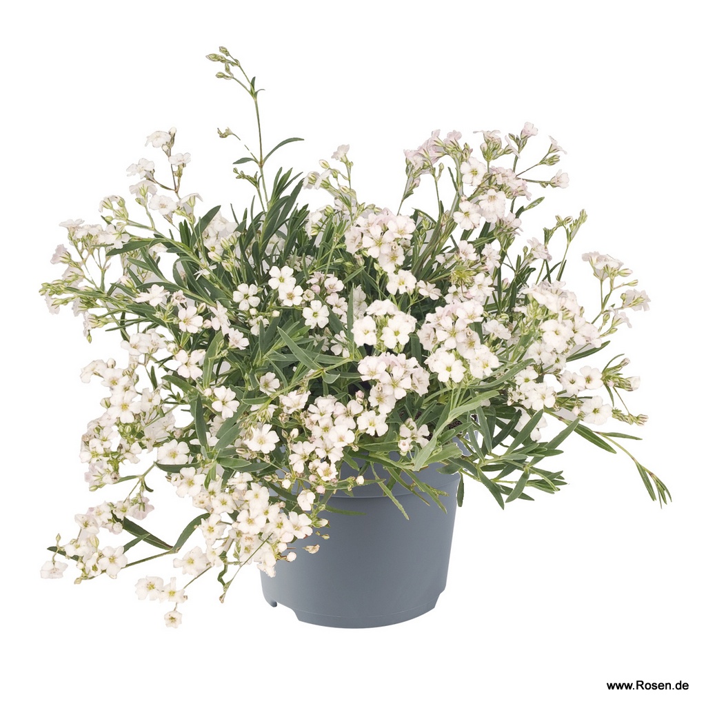 Kriechendes Schleierkraut 'Filou White'