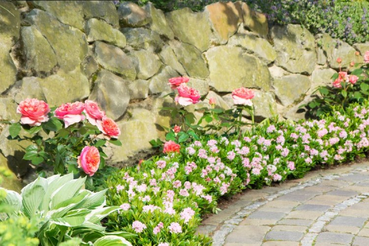 Bloombux® Hecke im Sommer Bloombux® Hecke im Sommer
