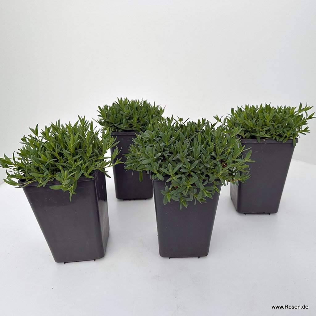 4er Set Kriechendes Schleierkraut 'Filou Rose'