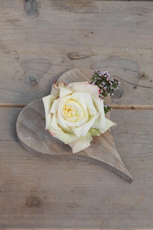 Edelrose Athena aus der Eleganza® Kollektion