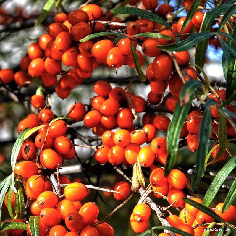 Sanddorn 'Vitaminhochzeit’