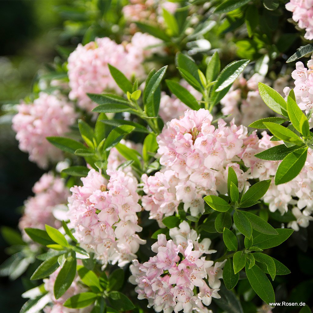 Artikelbild 6 des Artikels Bloombux®, pink Bloombux®, pink