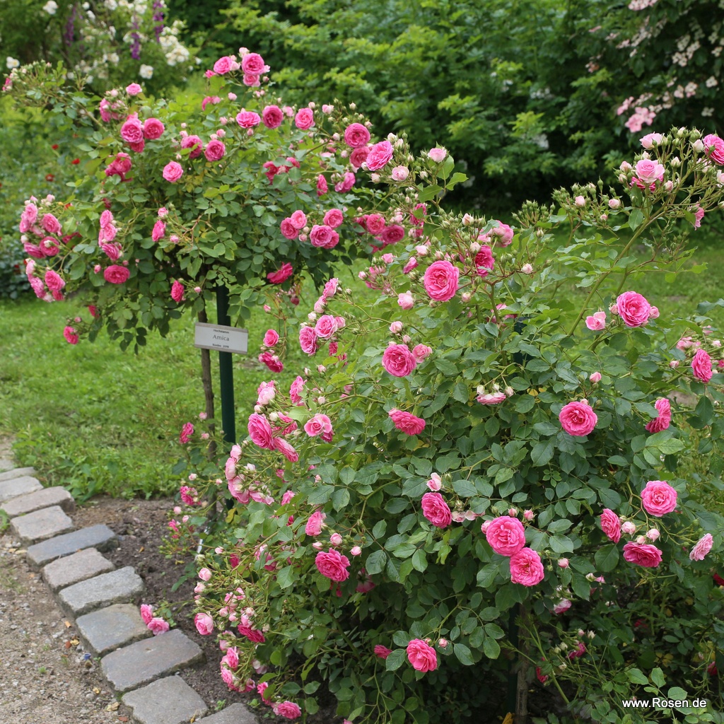 Artikelbild 6 des Artikels Amica®