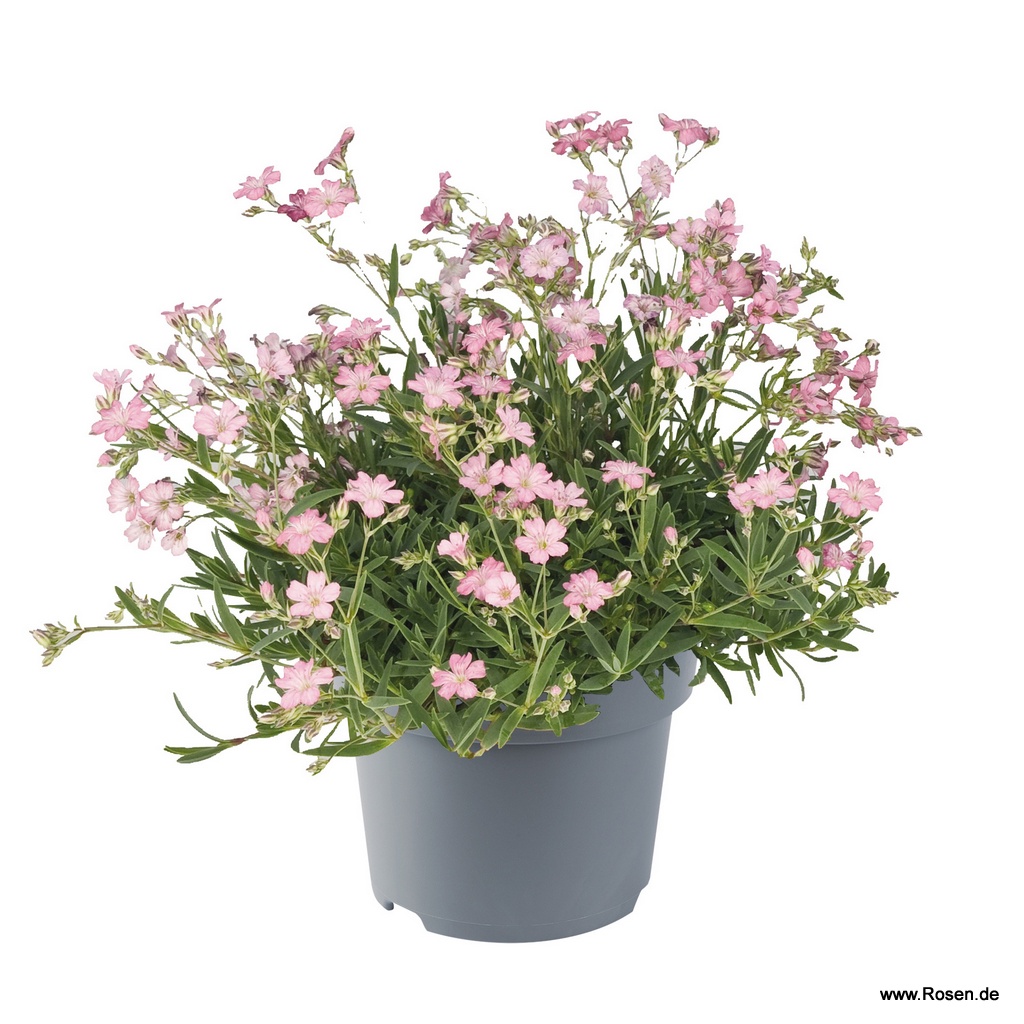 Kriechendes Schleierkraut 'Filou Rose'