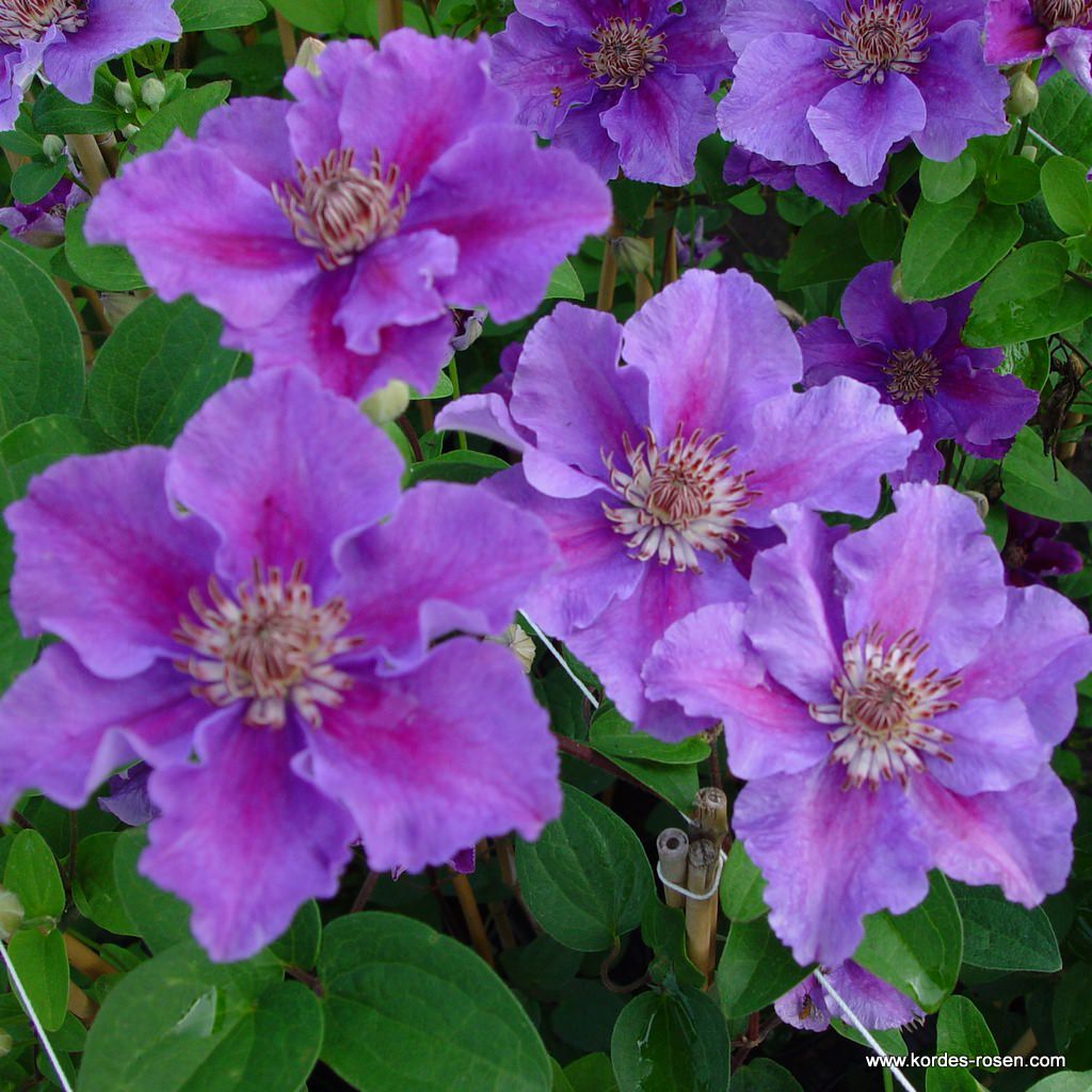 Клематис ашва Clematis Ashva