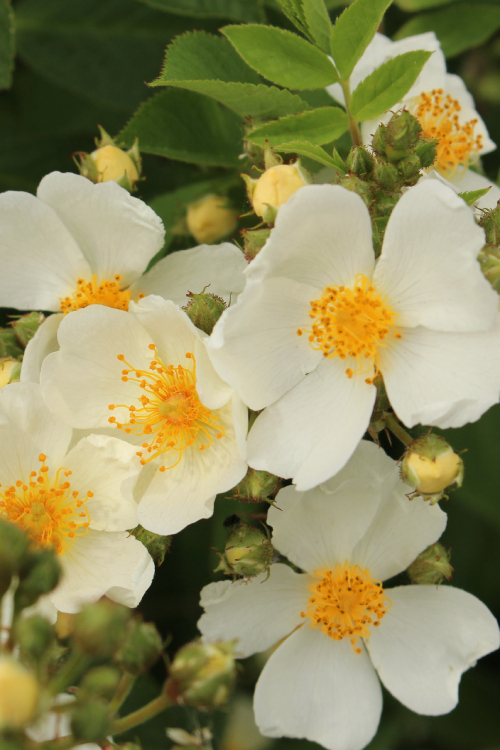 Natura Siluetta® aus der Siluetta® Kollektion