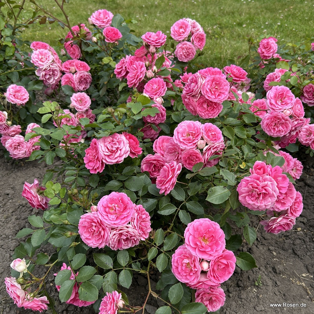 Artikelbild 5 des Artikels Amica®