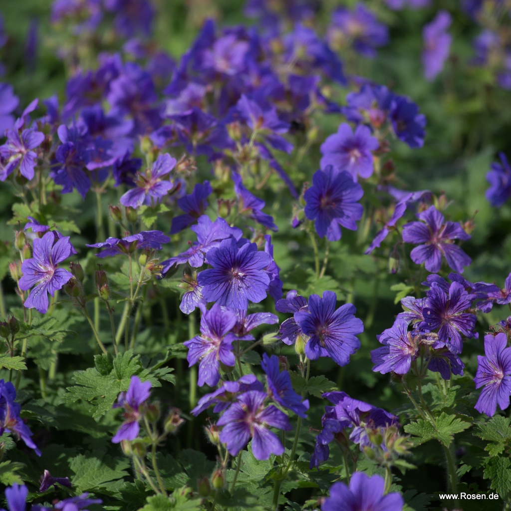 Storchschnabel 'Rosemoor'