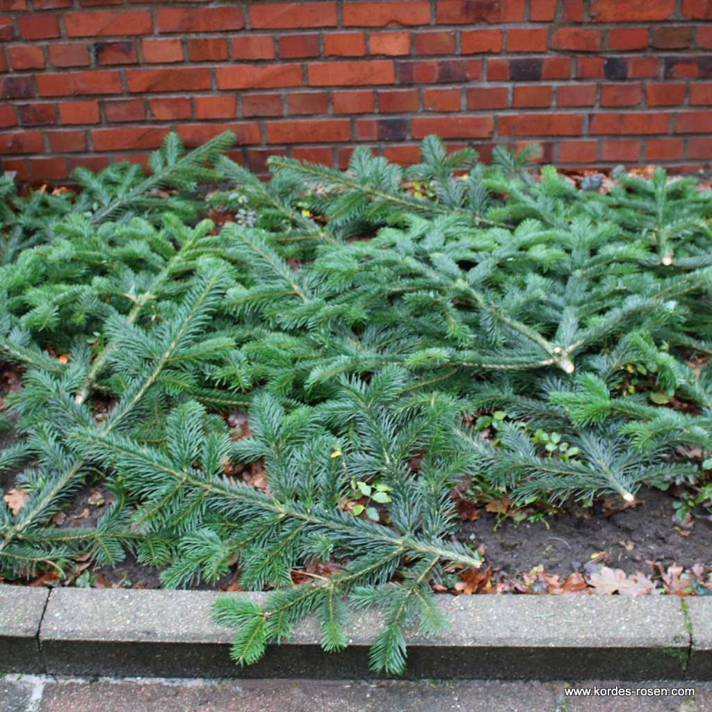 Artikelbild 2 des Artikels Schnittgrün "Nordmann-Tanne" Schnittgrün "Nordmann-Tanne"
