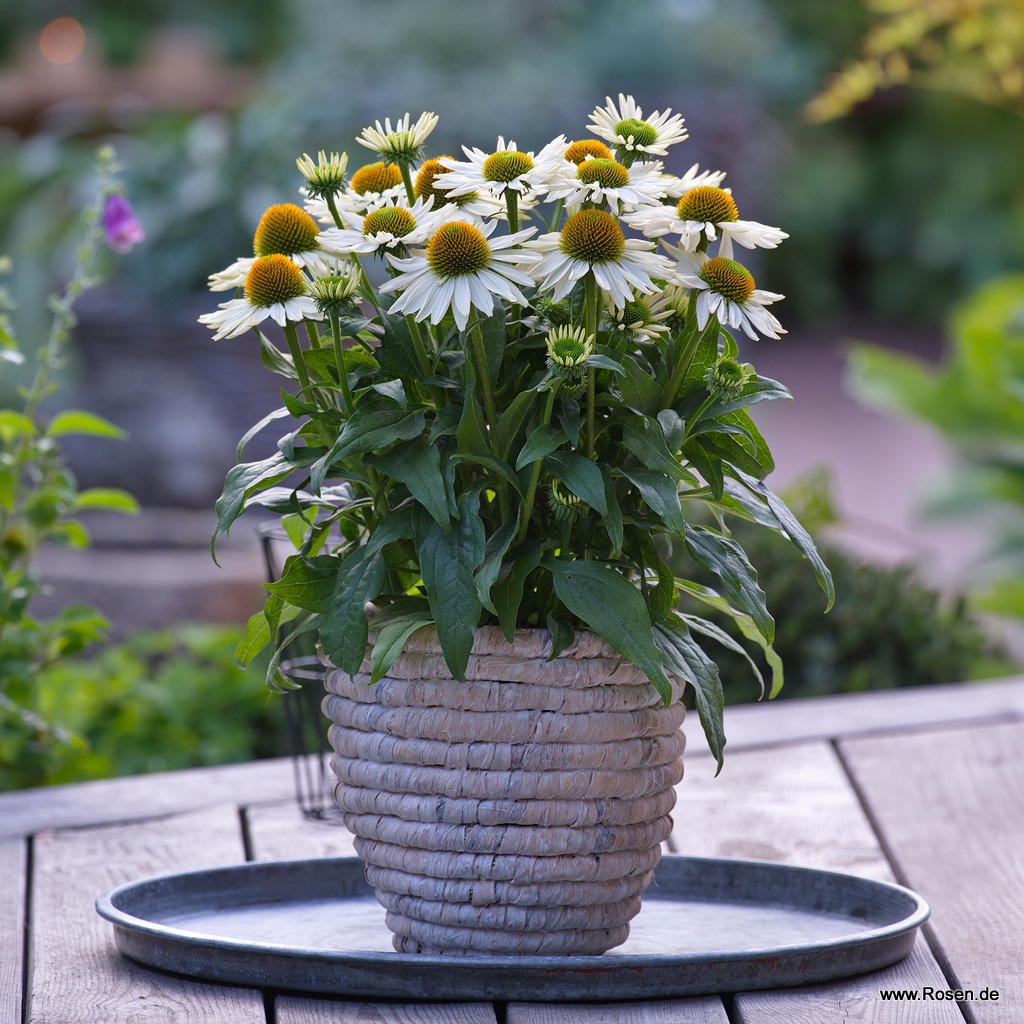 Scheinsonnenhut 'SunMagic Vintage Pearl White'®