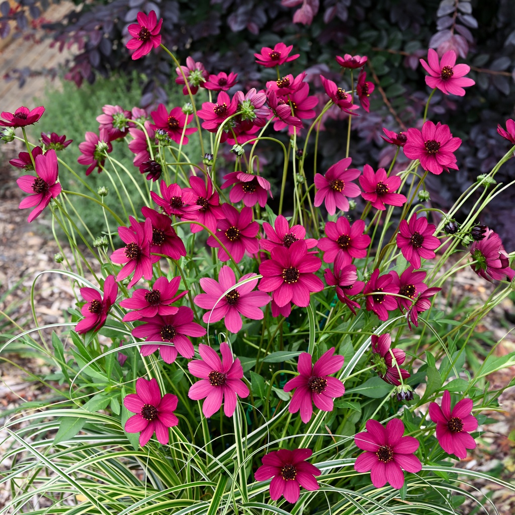 Schokoladenblume 'Cherry Chocolate'
