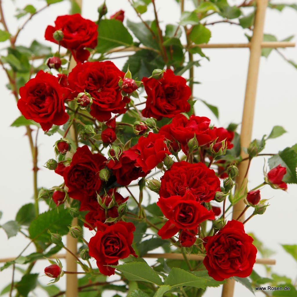 Artikelbild 5 des Artikels Crimson Siluetta® Crimson Siluetta®