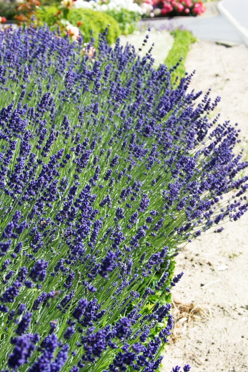 Lavendel Hidcote Blue