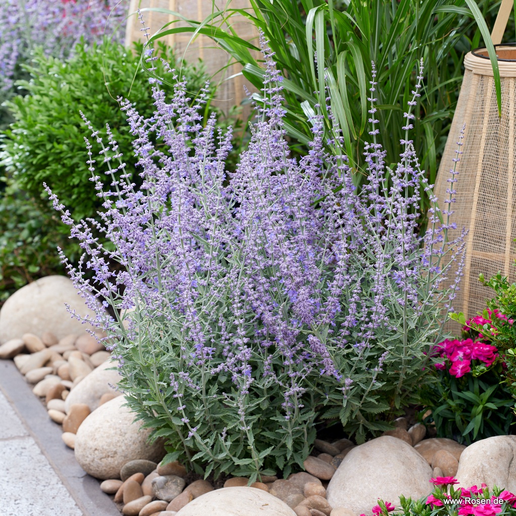 Blauraute 'Prime Time'