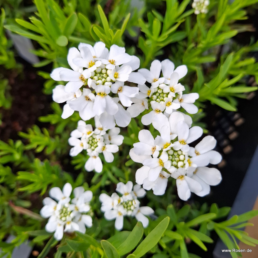 Schleifenblume 'Findel'