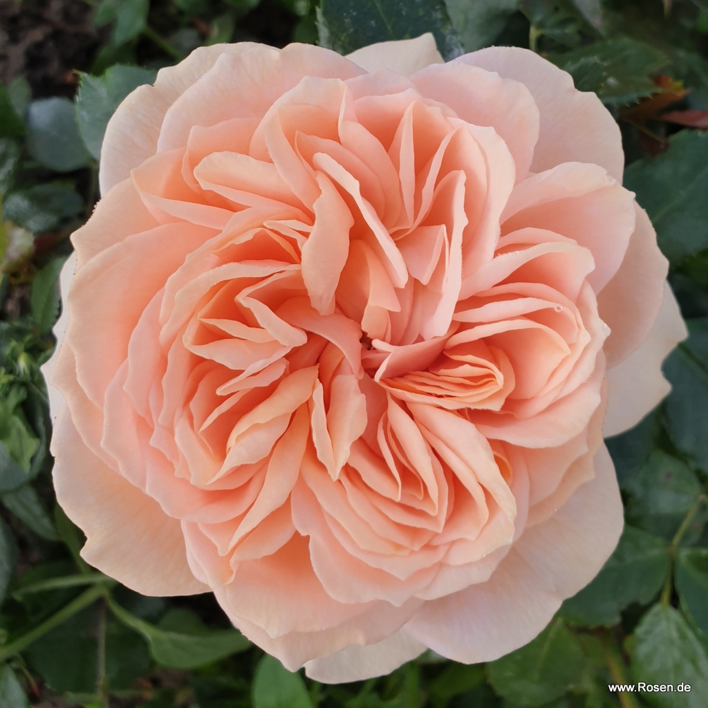 Artikelbild 2 des Artikels Garden of Roses® Garden of Roses®
