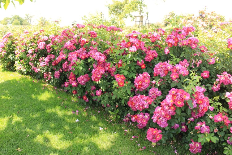 Kleinstrauchrose Weg der Sinne® Kleinstrauchrose Weg der Sinne®