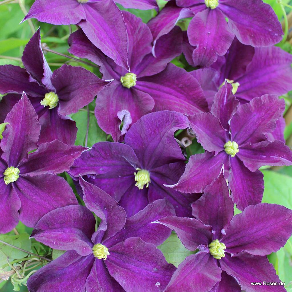 Clematis 'Viola'