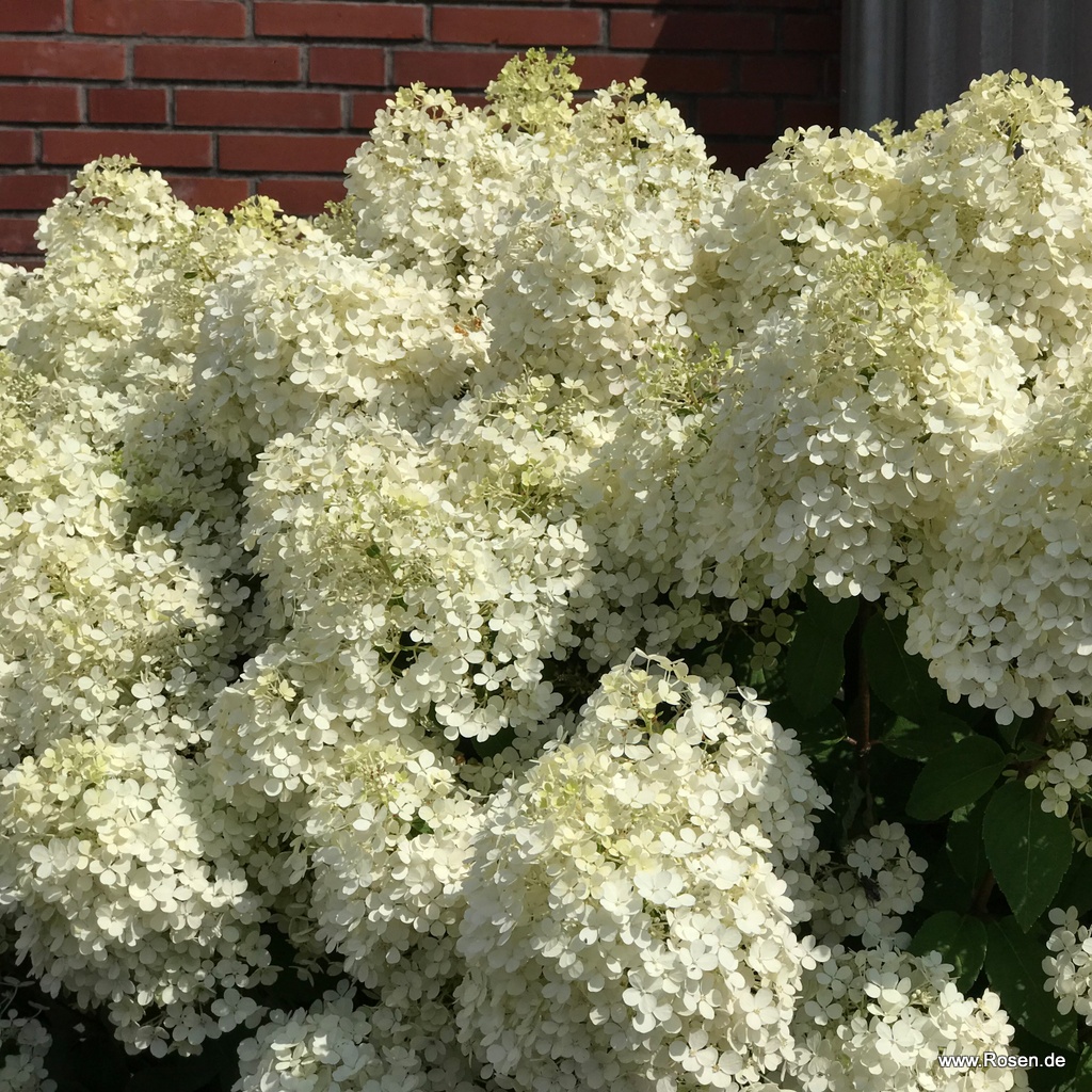Artikelbild 2 des Artikels Zwerg-Rispenhortensie 'Bobo'® Zwerg-Rispenhortensie 'Bobo'®