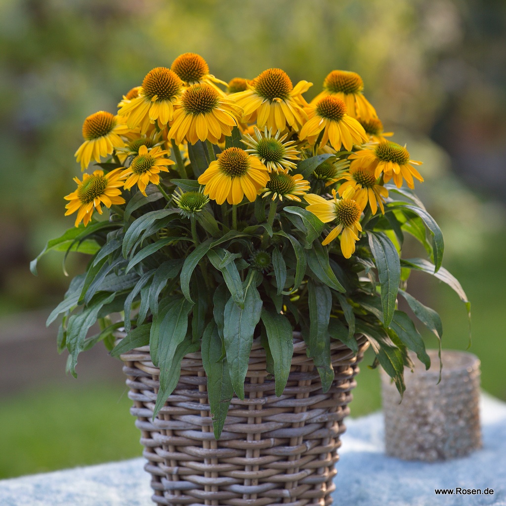 Scheinsonnenhut 'SunMagic Vintage Yellow'®