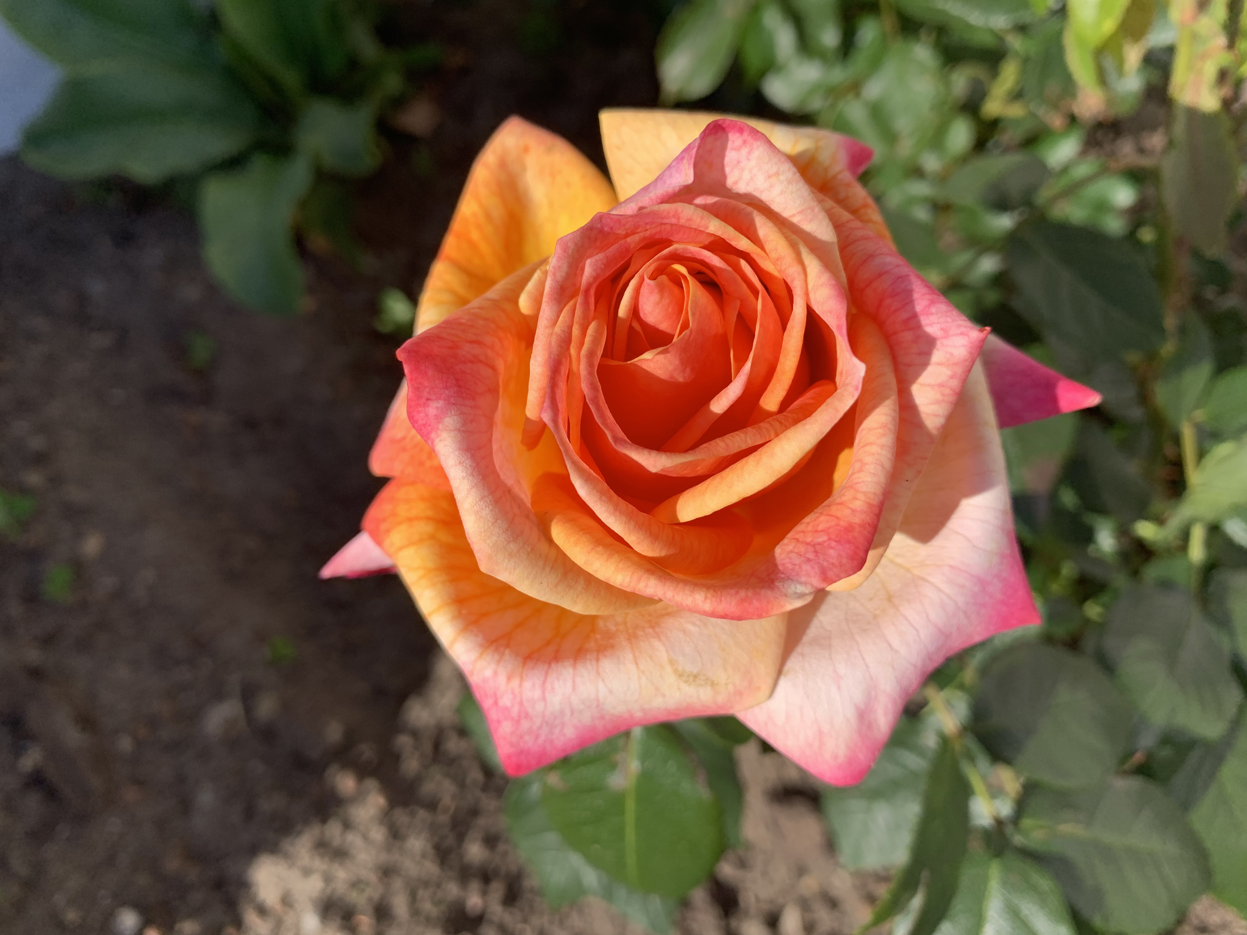 Better Times® | Kordes Rosen
