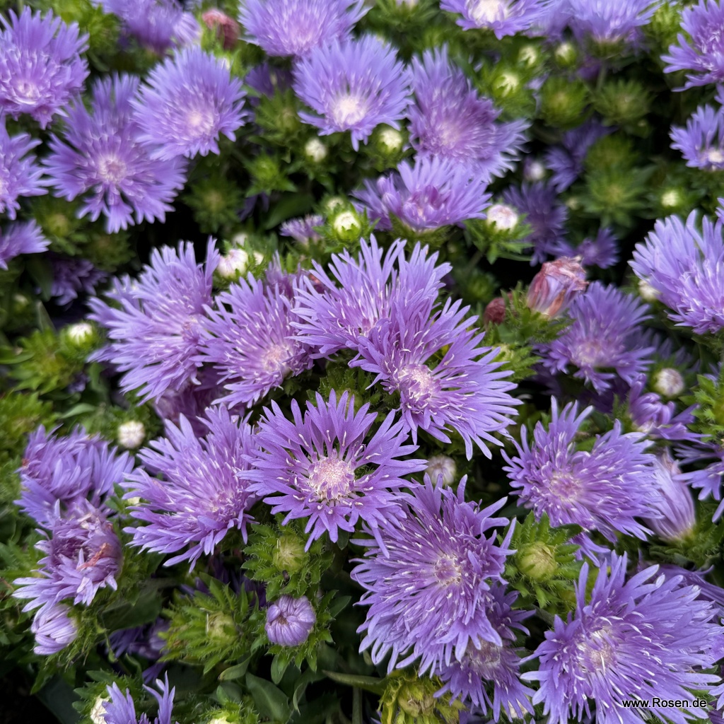 Kornblumenaster Peachie's Pick