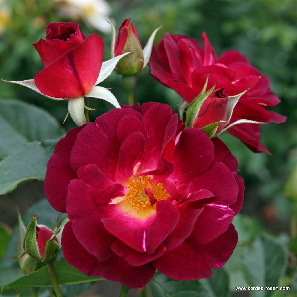 Artikelbild 2 des Artikels Ile de Fleurs / Max Reinhardt-Rose Ile de Fleurs / Max Reinhardt-Rose