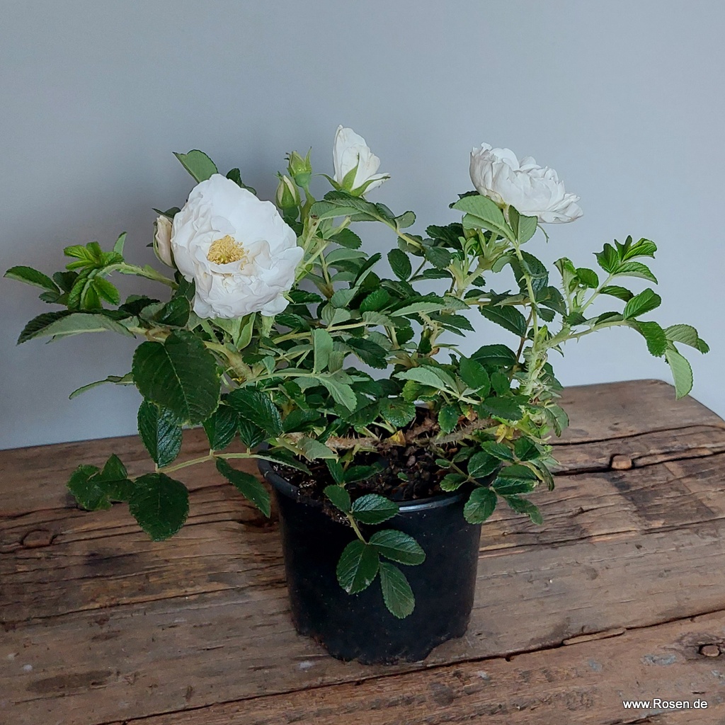 Artikelbild 5 des Artikels Frozen Roadrunner®