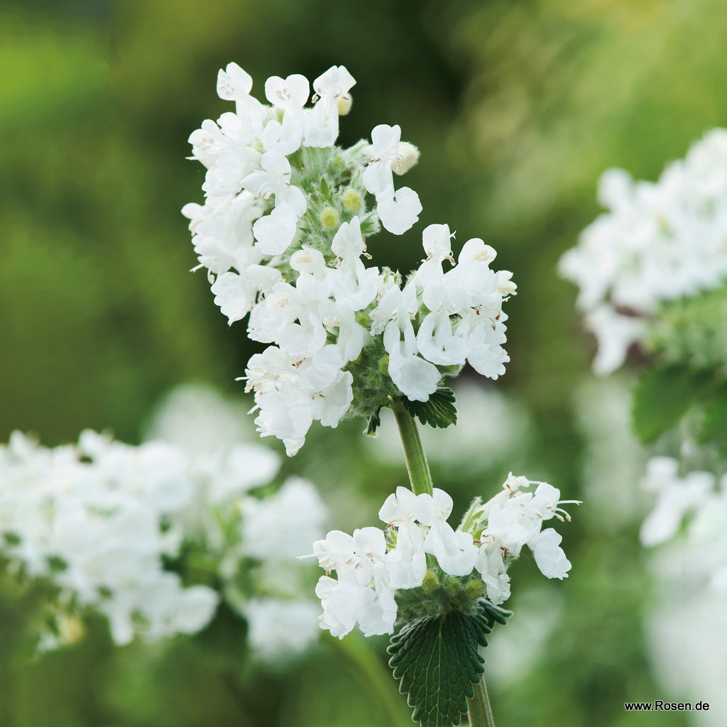 Artikelbild 1 des Artikels Katzenminze 'Snowflake' Katzenminze 'Snowflake'