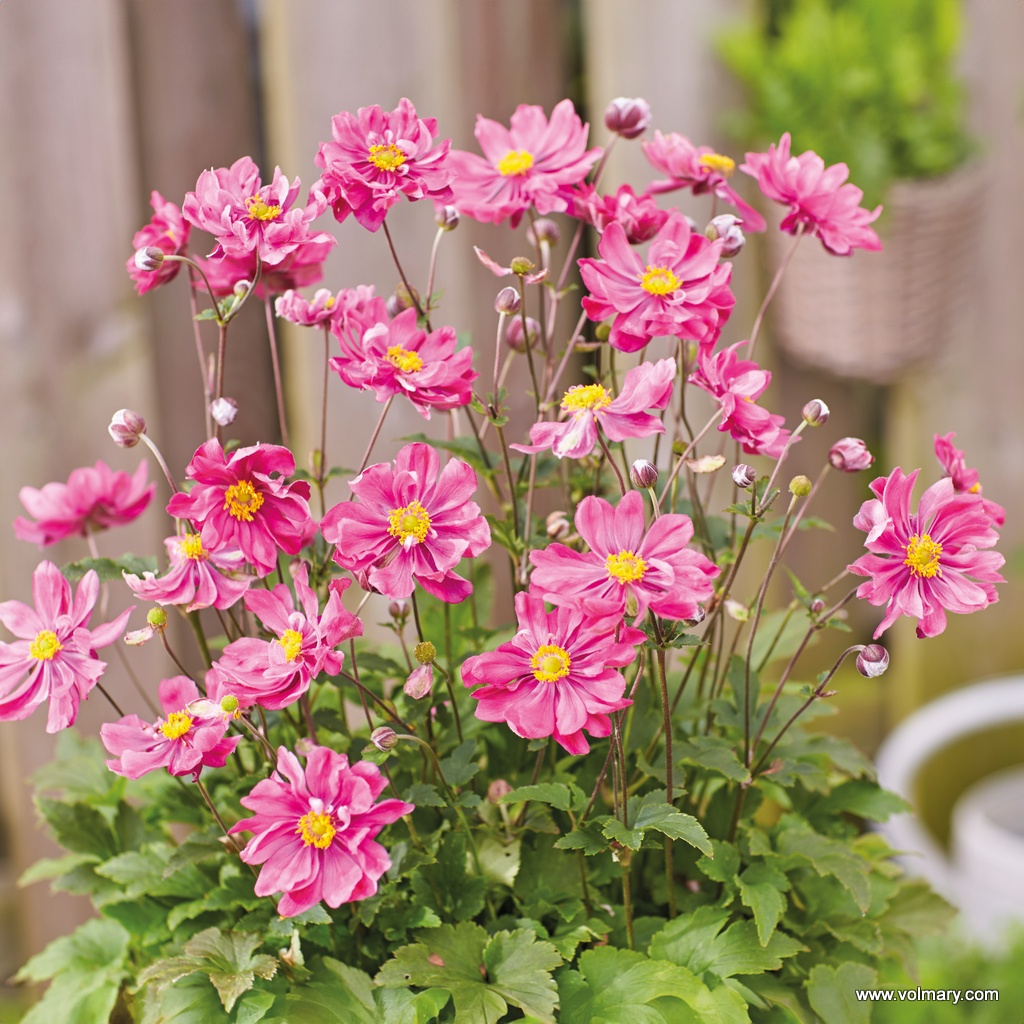 Herbst-Anemone 'Alando® Double Rose'