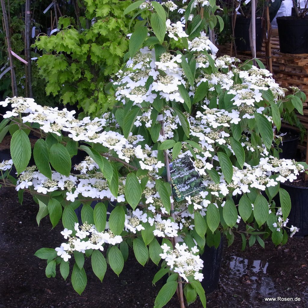 Pyramiden-Schneeball 'Kilimanjaro'®