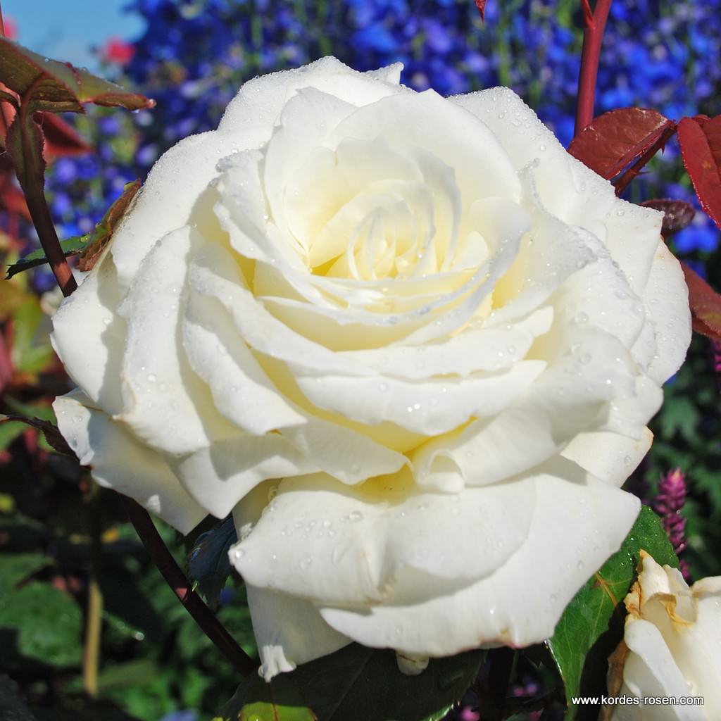 Artikelbild 1 des Artikels Memoire® Memoire®